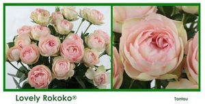ROSE BR. LOVELY ROKOKO 70